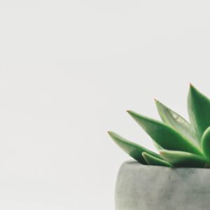 Mini San Pedro Cactus