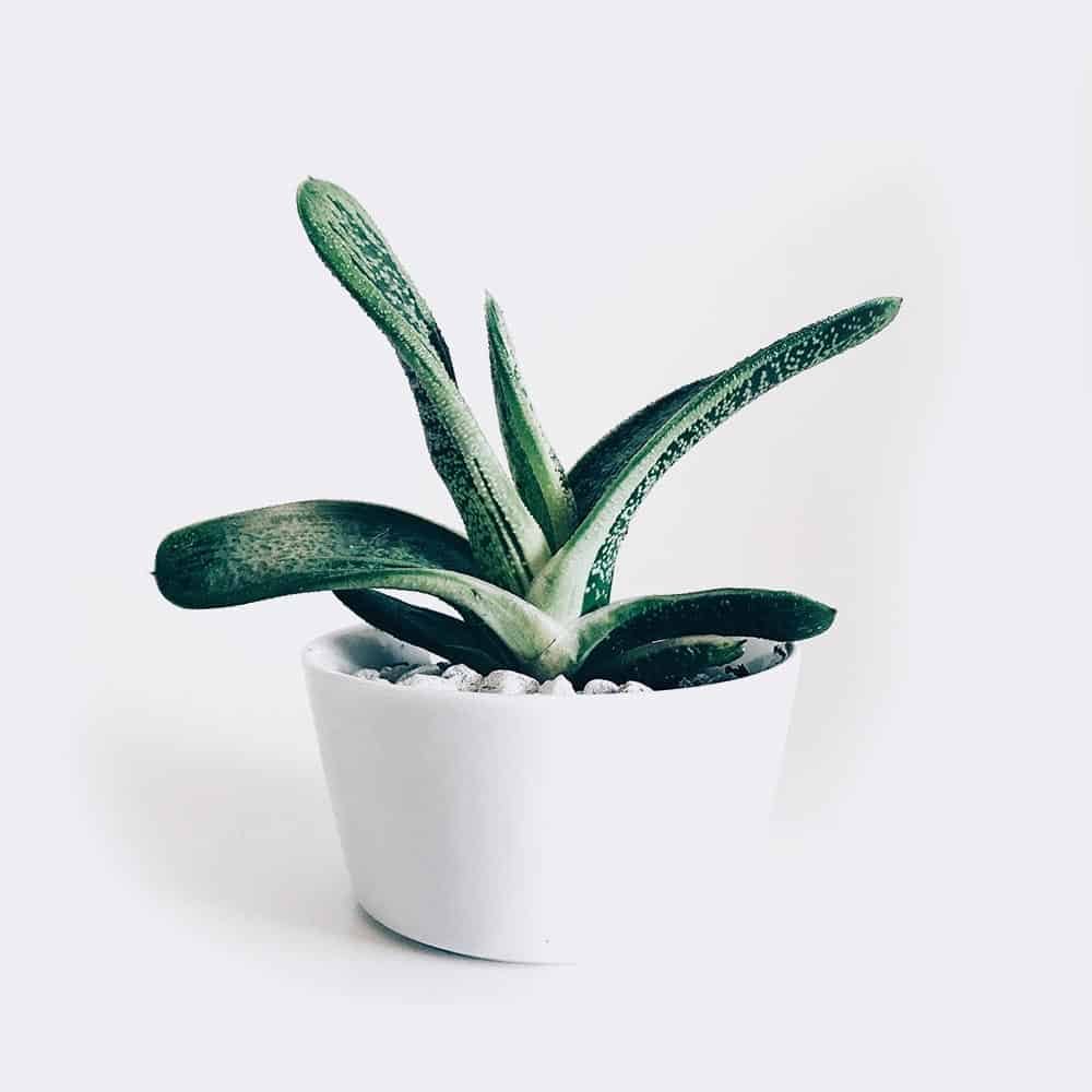 Mini Astrophytum